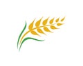 Agriculture wheat vector Royalty Free Stock Photo