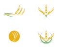 Agriculture wheat vector Royalty Free Stock Photo