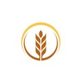 Agriculture wheat vector Royalty Free Stock Photo