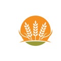 Agriculture wheat   vector icon illustration design Royalty Free Stock Photo