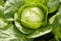 Agriculture. White cabbage head grow in the garden. Healthy and healthy food for humans. Top view. Field. Close-up