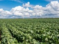 Agriculture and wind turbines in polder, Holland