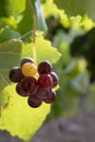 Agriculture wine red grapefruit field