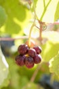 Agriculture wine red grapefruit field