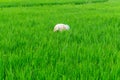 Agriculture worker work in rice field. A moslem woman planting rice in the farm. Royalty Free Stock Photo