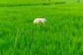 Agriculture worker work in rice field. A moslem woman planting rice in the farm. Royalty Free Stock Photo