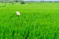 Agriculture worker work in rice field. A moslem woman planting rice in the farm. Royalty Free Stock Photo