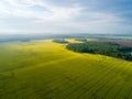 Agriculture yellow fields aerial view. Sunny day over fields. Aerial agricultural background. Royalty Free Stock Photo