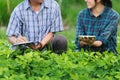 Agriculture Young men and women farmers inspecting plant organic field