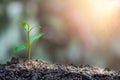 Agriculture and young plant grow sequence with morning sunlight and green blur background. Royalty Free Stock Photo