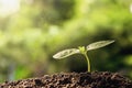 agriculture. young plant growing on soils Royalty Free Stock Photo