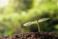 agriculture. young plant growing on soils