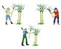 Agriculturist cartoon shape harvest sugarcane plant