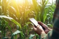 Agriculturist growth corn land at sunrise leaf. Generate Ai Royalty Free Stock Photo