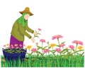The agriculturist harvest Chrysanthemum flower in garden vector design