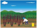 Agriculturist manure cane plant