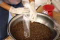 Agriculturist Scoop the roasted coffee beans into a plastic bag Royalty Free Stock Photo