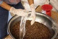 Agriculturist Scoop the roasted coffee beans into a plastic bag Royalty Free Stock Photo