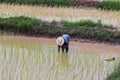 agriculturist transplant rice seedlings Royalty Free Stock Photo