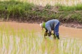 agriculturist transplant rice seedlings Royalty Free Stock Photo