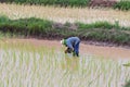 agriculturist transplant rice seedlings Royalty Free Stock Photo