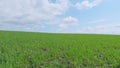 Agriculuture farm in countryside. Beautiful fresh green grass. Winter field. Pan. Royalty Free Stock Photo