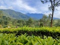 Agricuture Tea nature Greentea Royalty Free Stock Photo