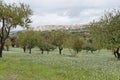 Agrigento Fields Sicily Italy