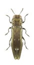 Agrilus ater Royalty Free Stock Photo