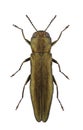 Agrilus sulcicollis Royalty Free Stock Photo