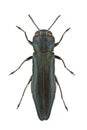 Agrilus sulcicollis Royalty Free Stock Photo