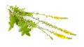 Agrimonia eupatoria, agrimony, church steeples or sticklewort. Isolated on white background