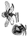 Agrimonia Eupatoria vintage illustration