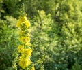 Agrimonia eupatoria yellow flower with small bokeh lights as background