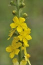 Agrimony