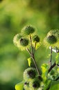 Agrimony flowers in the field. Royalty Free Stock Photo