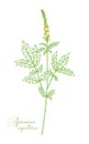 Vector illustration of Agrimonia Eupatoria on white background.