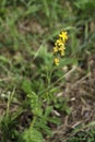 Yellow Agrimony