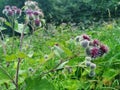 The agrimony plant grows on a green meadow, against a background of trees. Spiky fruits are round in shape with small purple flowe Royalty Free Stock Photo