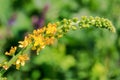 Agrimony. Yellow little flowers in spikelet close-up Royalty Free Stock Photo