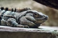 Agrionemys black iguana Royalty Free Stock Photo