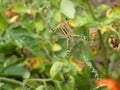 Agriope bruennichi. Yellow Garden Spider. Yellow-black spider in her spiderweb. A poisonous agriope spider sits on a web Royalty Free Stock Photo