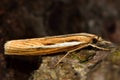 Agriphila selasella micro moth