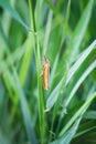 Agriphila selasella moth (Crambidae) on a grass blade Royalty Free Stock Photo