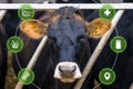 Agritech concept with dairy cow and overlaid graphics