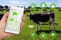 Agritech concept smartphone app accessing dairy cows data and st Royalty Free Stock Photo