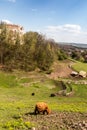 Agritourism with a yak farm at the foot of the Teczyn Castle in the village of Rudno near Krzeszowice in Poland