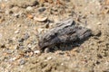 Agrius convolvuli, the convolvulus hawk-moth, on the sand of Constanta beach, Romania. Selective focus, shallow depth of field Royalty Free Stock Photo