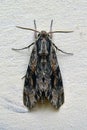 Agrius convonvuli moth Royalty Free Stock Photo