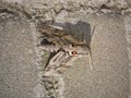 Agrius convolvuli moth, sitting Agrius convolvuli on gray cobblestones Royalty Free Stock Photo